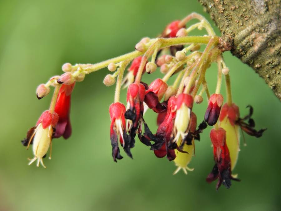 Bunga Belimbing Wuluh