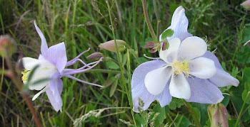 Snippets of Columbines