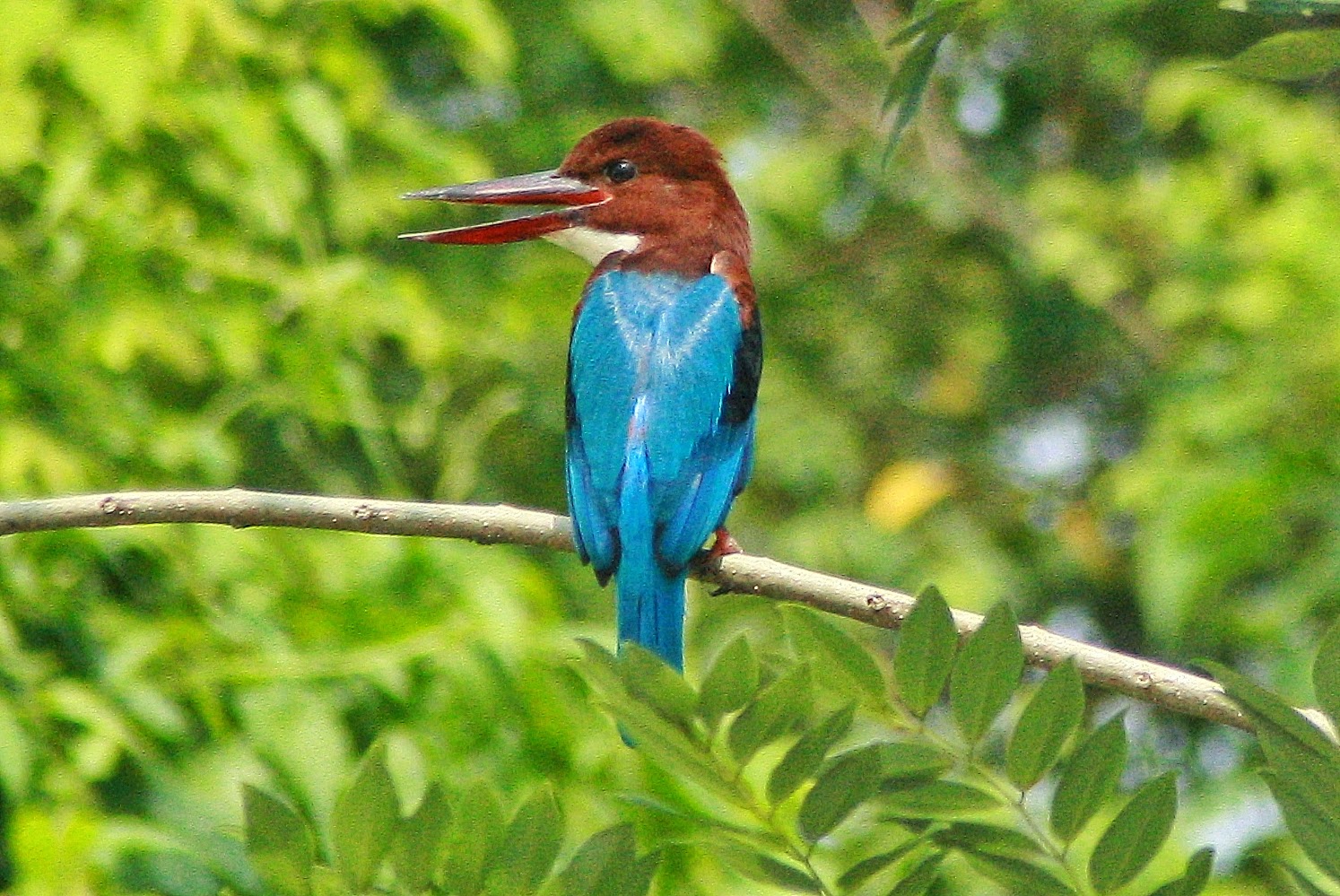 White-throated Kingfisher