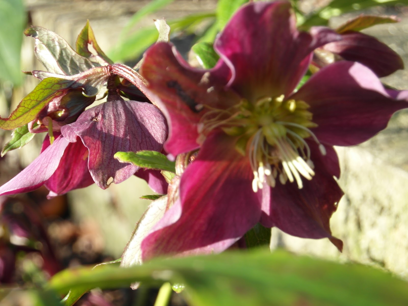 Sarah Raven's flowers
