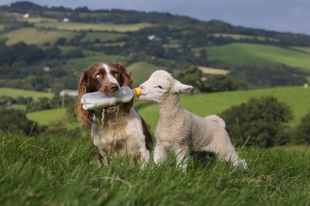 funny-clever-sheep-dog-farmer.jpg