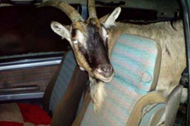 goat-in-car.jpg