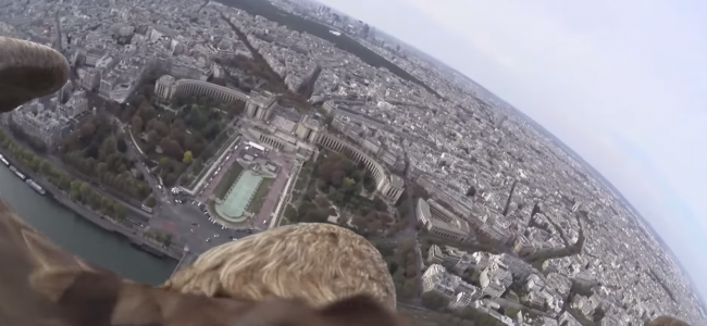 Here’s A View Of Paris You’ve Never Seen Before… From The Back Of An Eagle! Here’s A View Of Paris You’ve Never Seen Before… From The Back Of An Eagle!