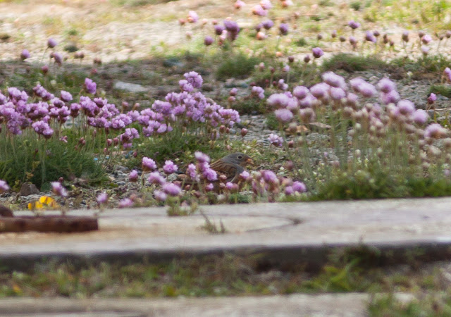 Cretzschmar's Bunting - Bardsey Island, Wales