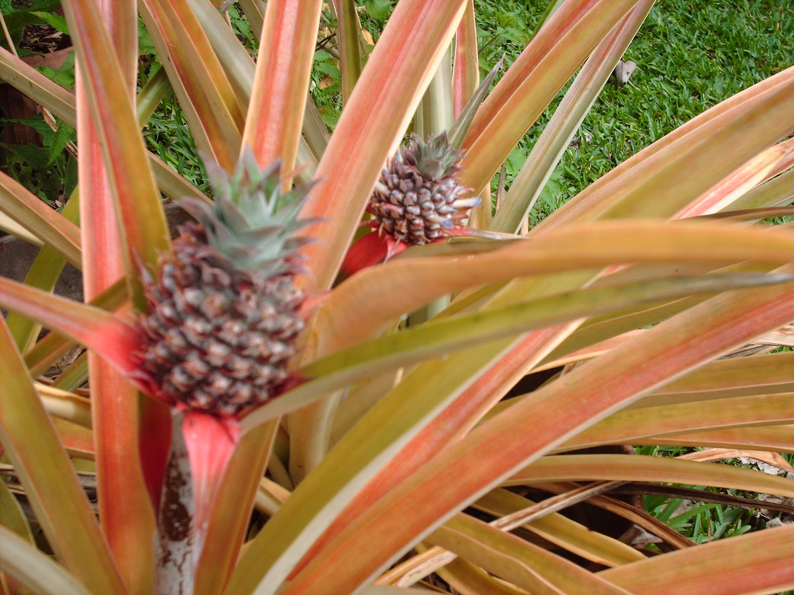 Garden Notes from Hawaii PINEAPPLE (Ananas comosus)