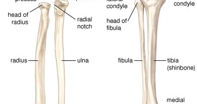 Shelby Miner's Spiffy Commonplace Blog: I Really Don't Know Where