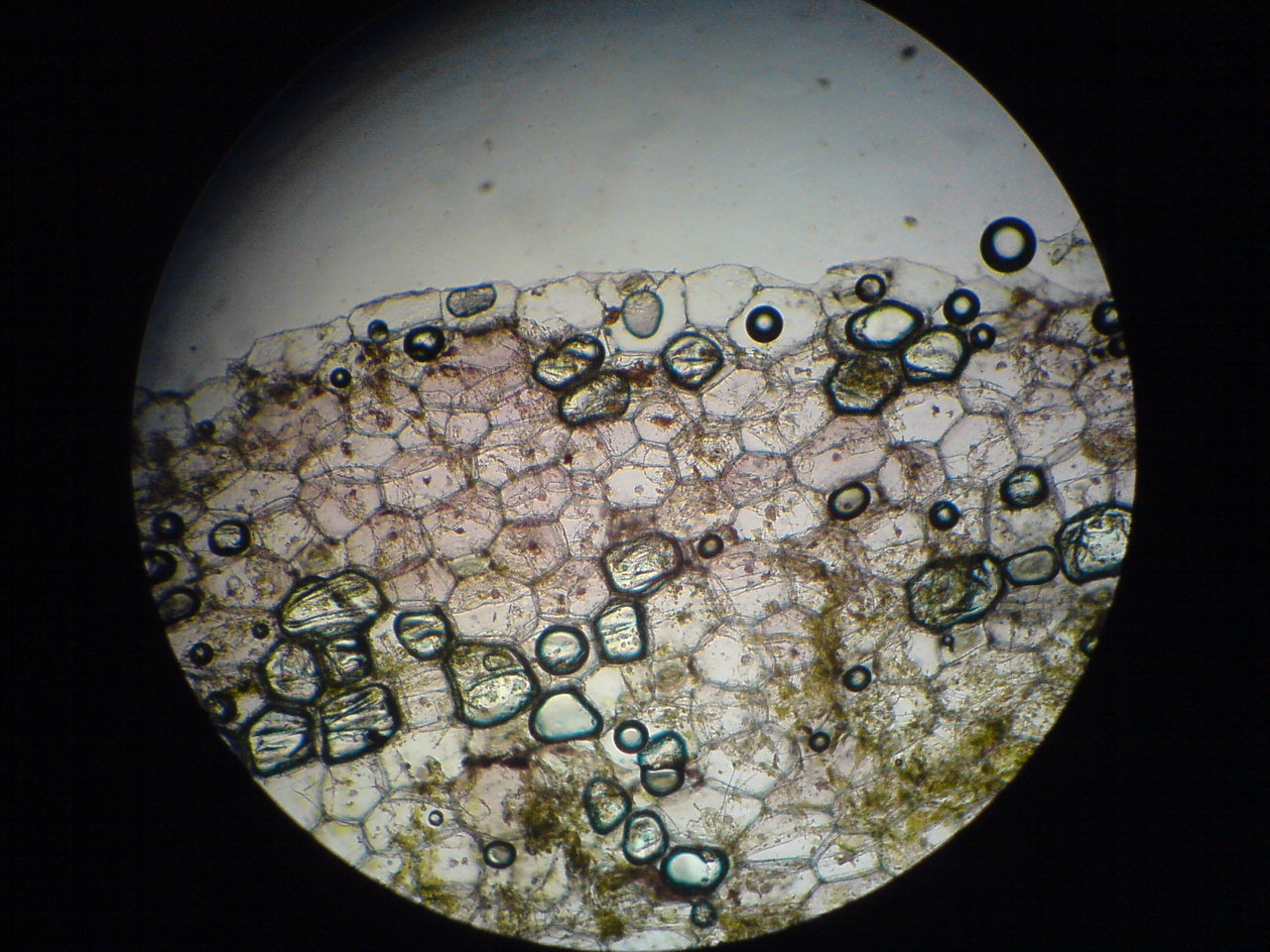 Sel Rhoeo Discolor
