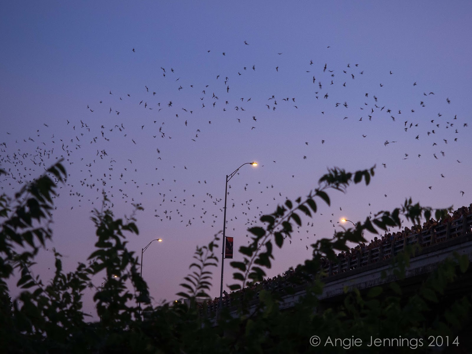 South Congress BatsAustin, Texas Angie Jennings Photography