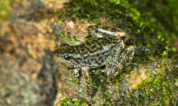 Rã dançarina Rã dançarina