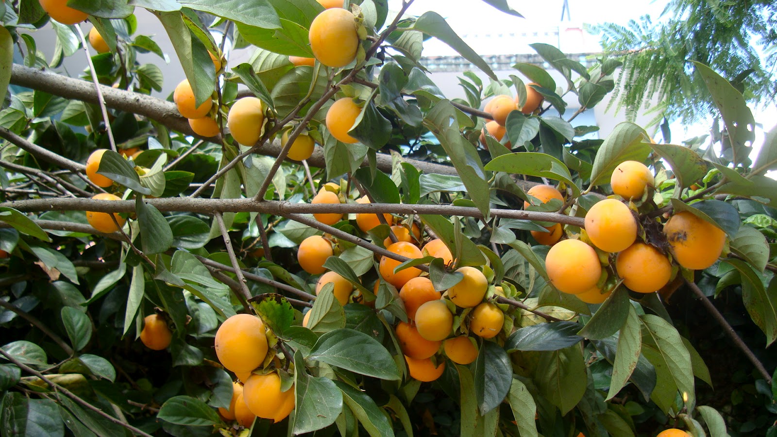 Lists of most common fruits of Nepal (NepaliEnglish)