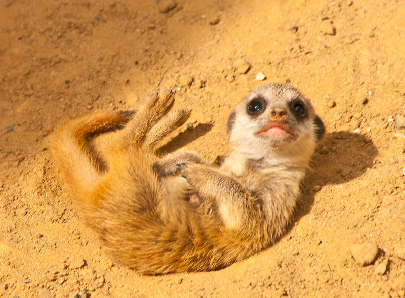 Erdmännchen im Duisburger Zoo