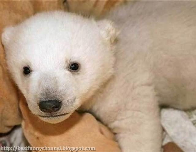 White bear