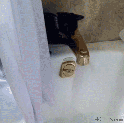 Funny cats - part 99 (40 pics + 10 gifs), cat gifs, cat falls into bathtub