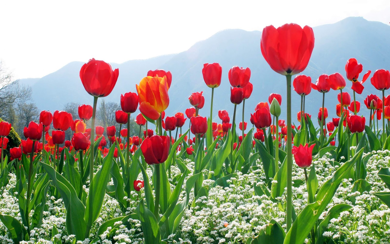 Tulips Tulips Desktop Wallpapers Beautiful Roses Natural Beauty
