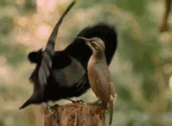 010-funny-animal-gifs-bird-mating-dance.gif
