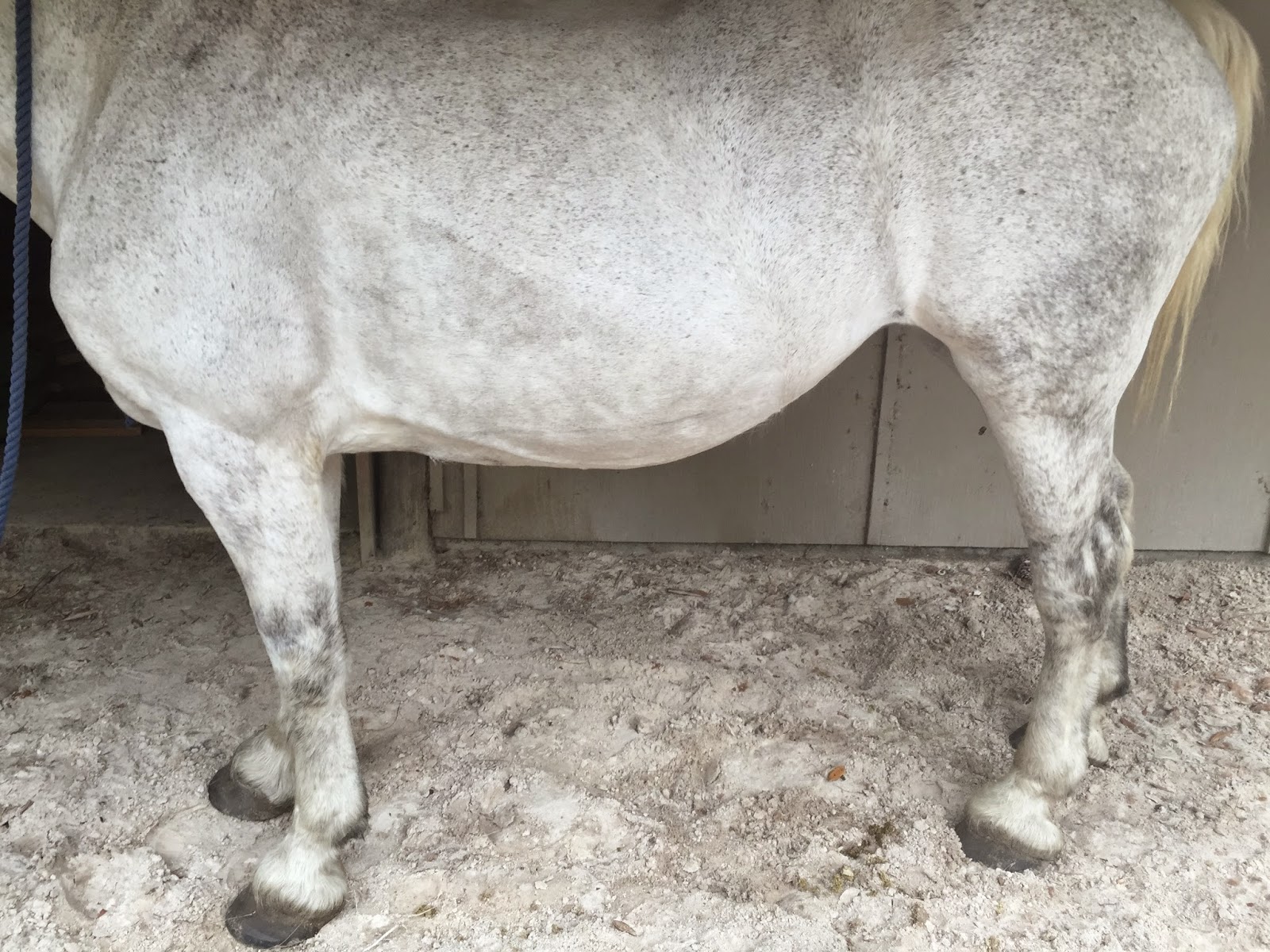 The Jumping Percheron Klein vs. Ventral Edema