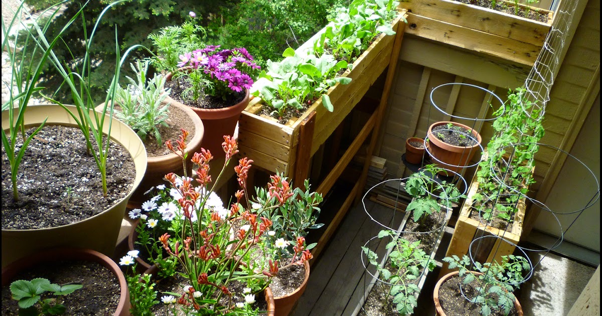 Patio of Pots: Garden Update #10