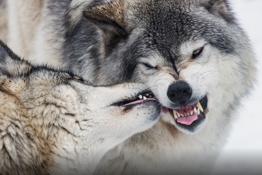 White Wolf : Fascinating Wildlife Pictures of Maxime Riendeau Will Take