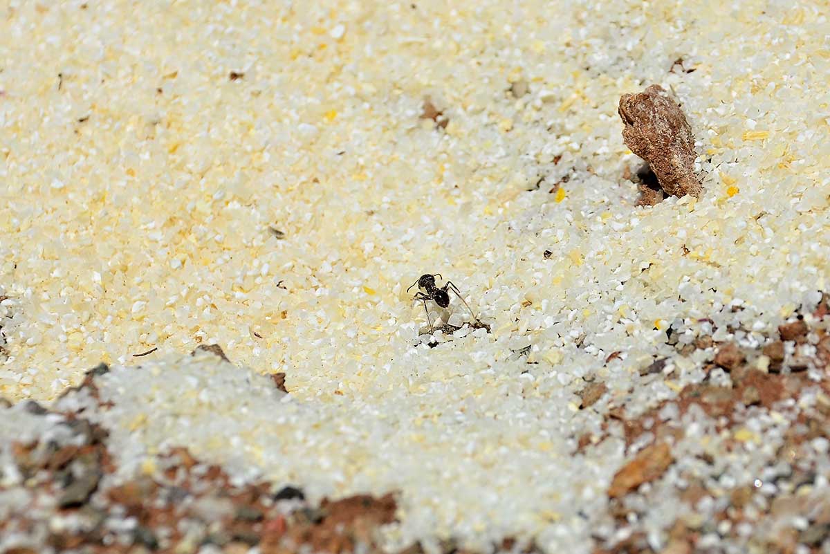 The 7MSN Ranch Evidencebased ant eradication