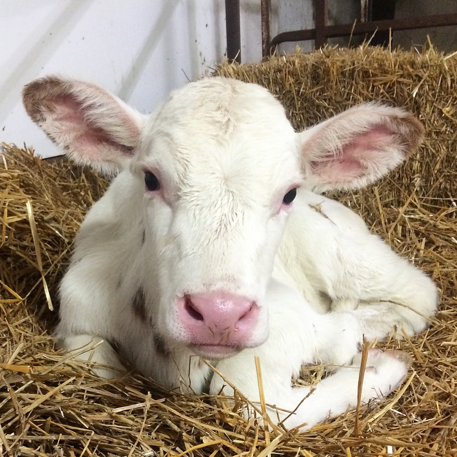 Dairy Good Life Baby Calf Names of 2015