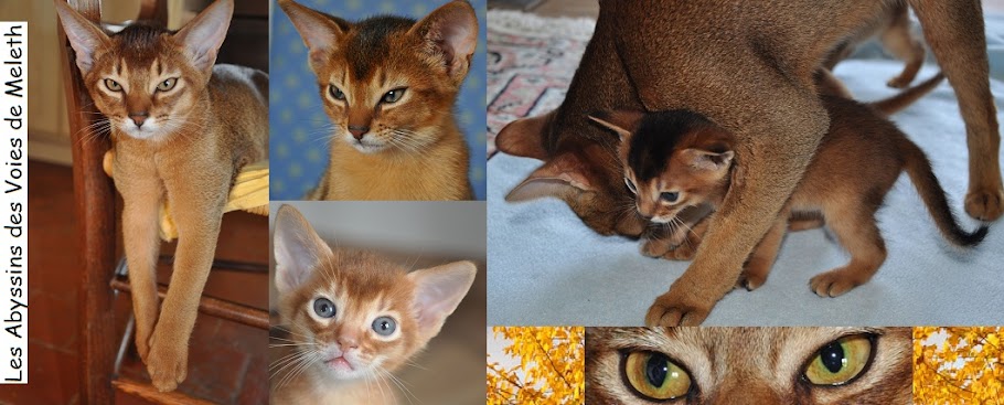 Elevage familial de chatons abyssins