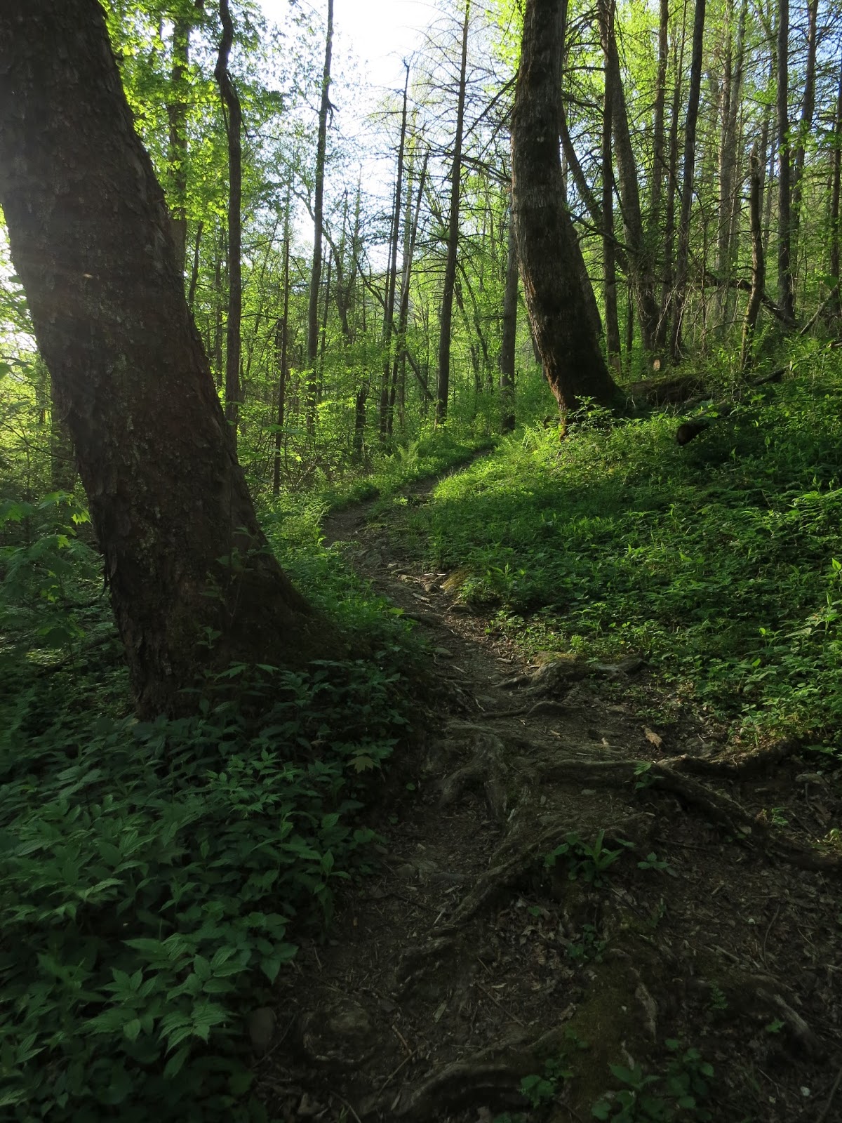Come Along With Chong: Snake Den Ridge - Appalachian Trail - Low Gap Loop