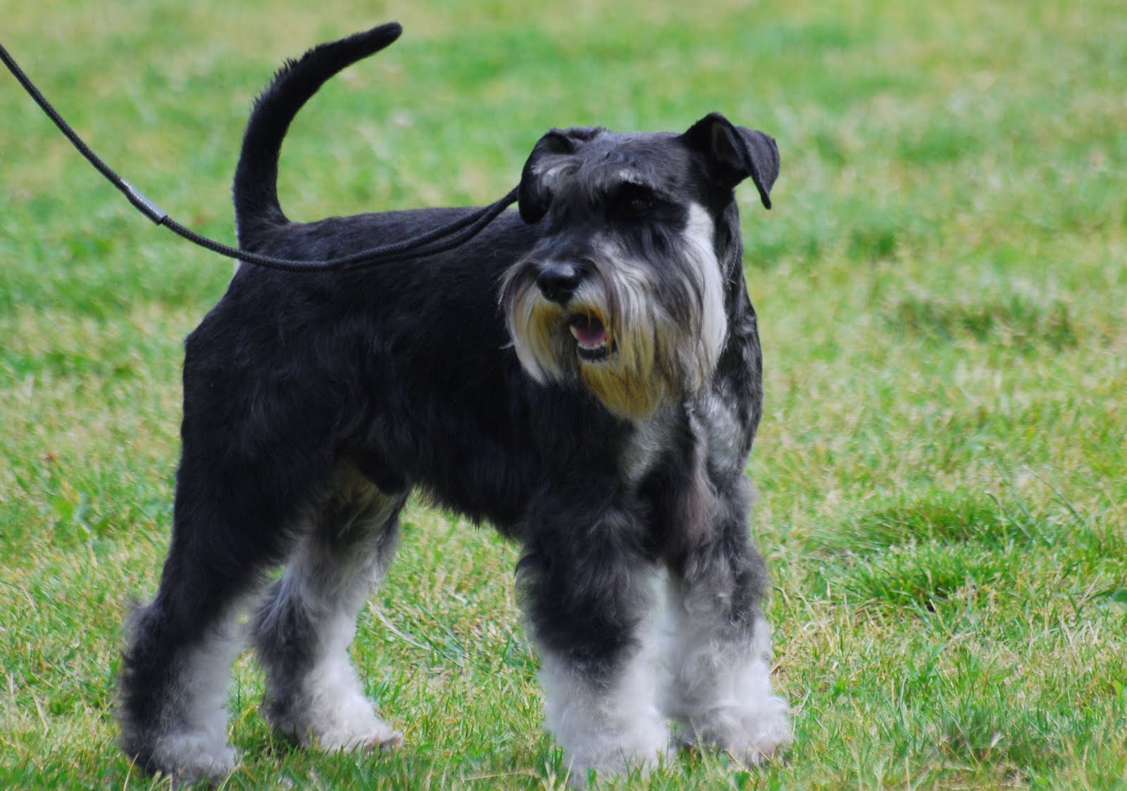 Miniature Schnauzer dogs pictures and white puppies images