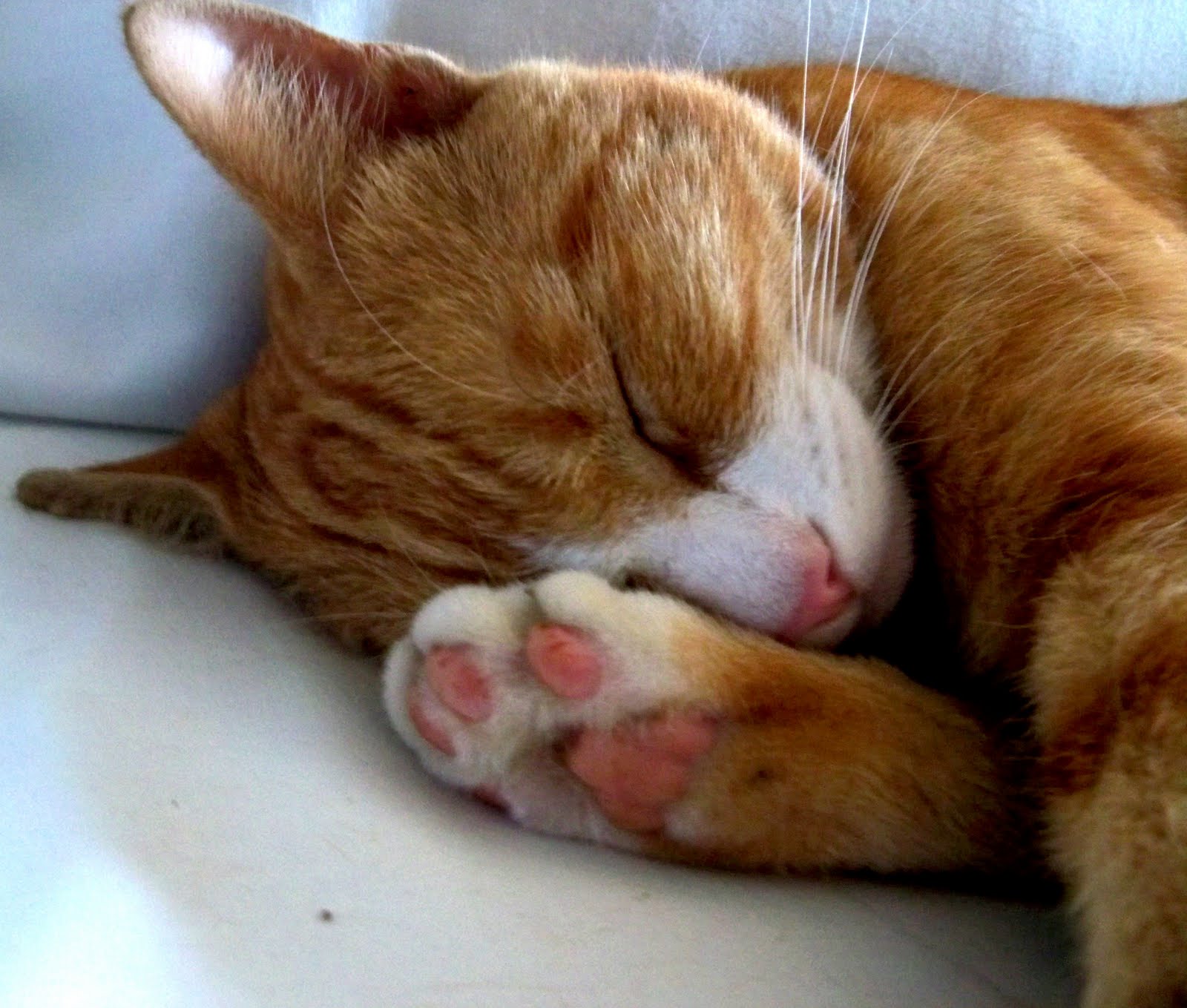 A Brit in Tennessee Cats Sleep Anywhere