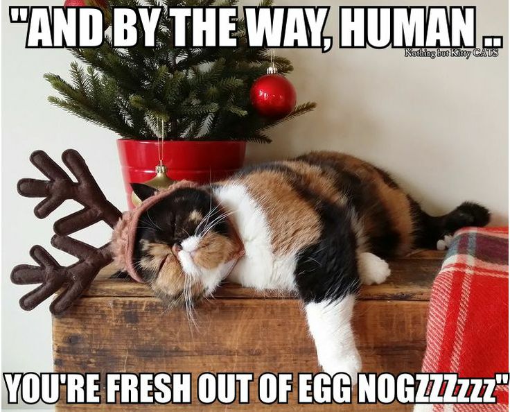 Can We Have a New Witch Ours Melted Wet Cat Wednesday Christmas Edition