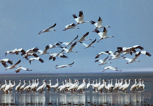 Pashudhan and Animal Science : The Siberian crane – Migratory bird