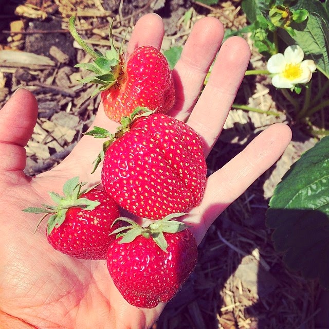 Sg My Garden Is Good Growing Strawberry From Seeds In Singapore