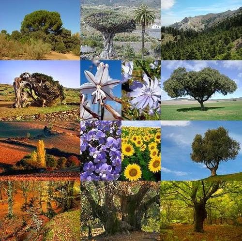 http://www.3djuegos.com/foros/tema/983996/0/fauna-y-flora-espanola/