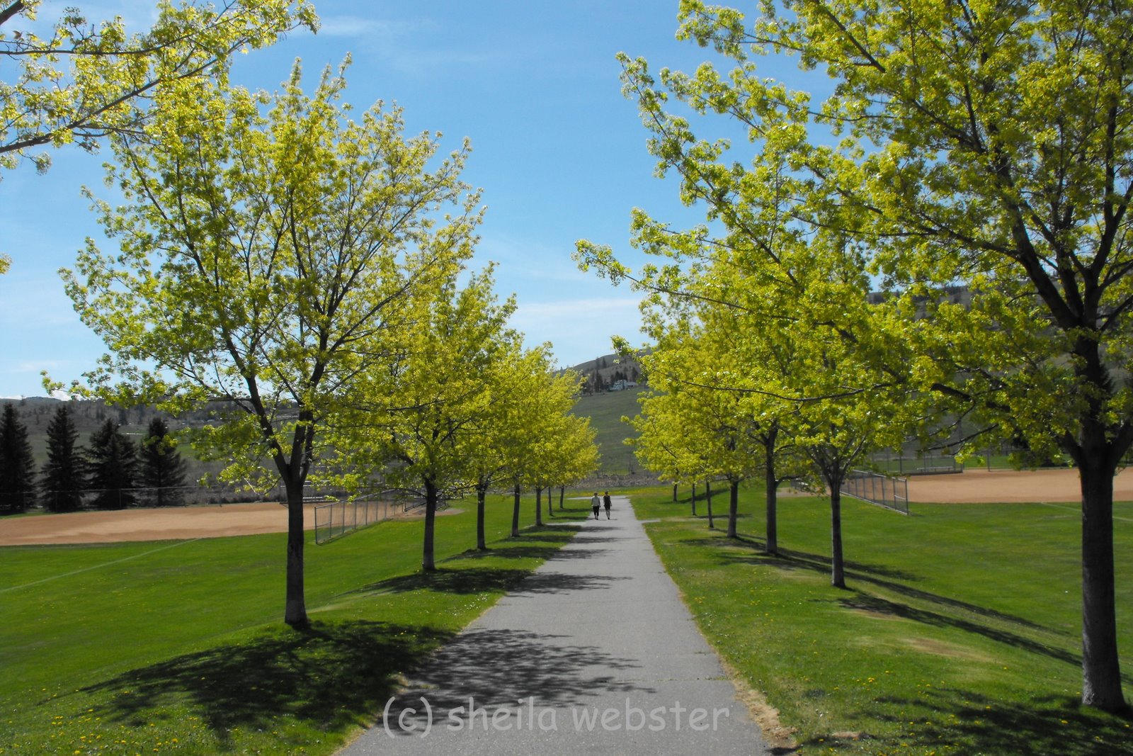 welovekamloops Springtime Spring Blossoms Kamloops, BC