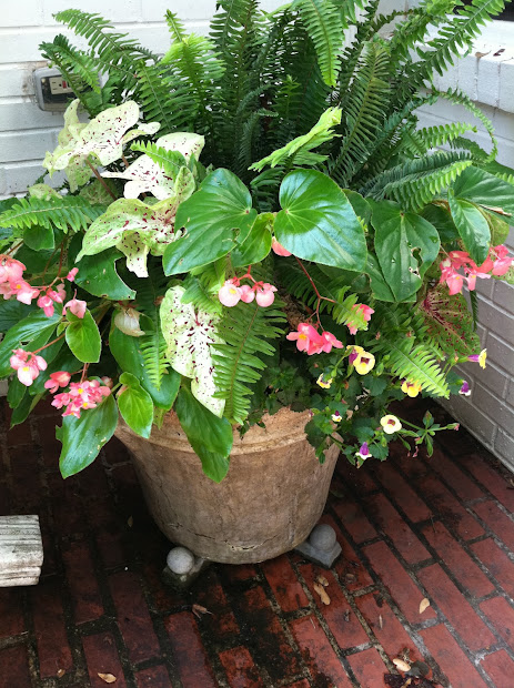 container gardening splendid spring