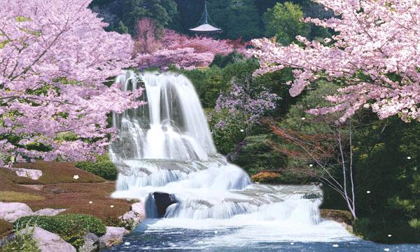 Waterfall of Frozen Blossoms Cherry+Blossom+Moving+Waterfall