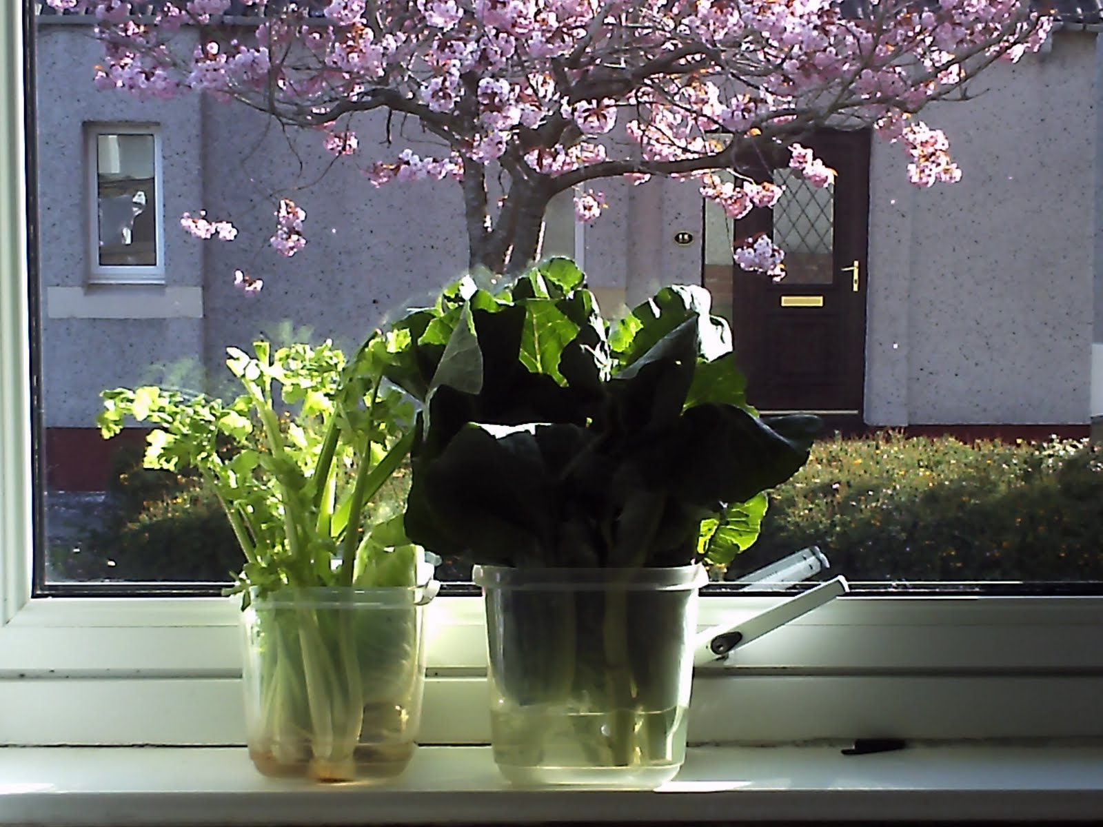 I Blog 2 Healthy Scottish Shortbread Made With Quinoa Flour Xylitol