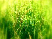 grass wallpaper hd grass 