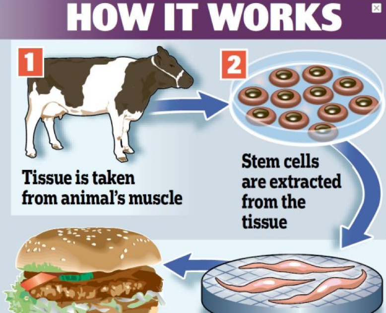 This and That and More of the Same Would you eat labgrown meat?