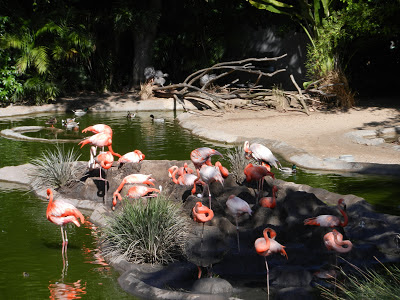San Diego zoo flamingos pictures San Diego zoo flamingos pictures