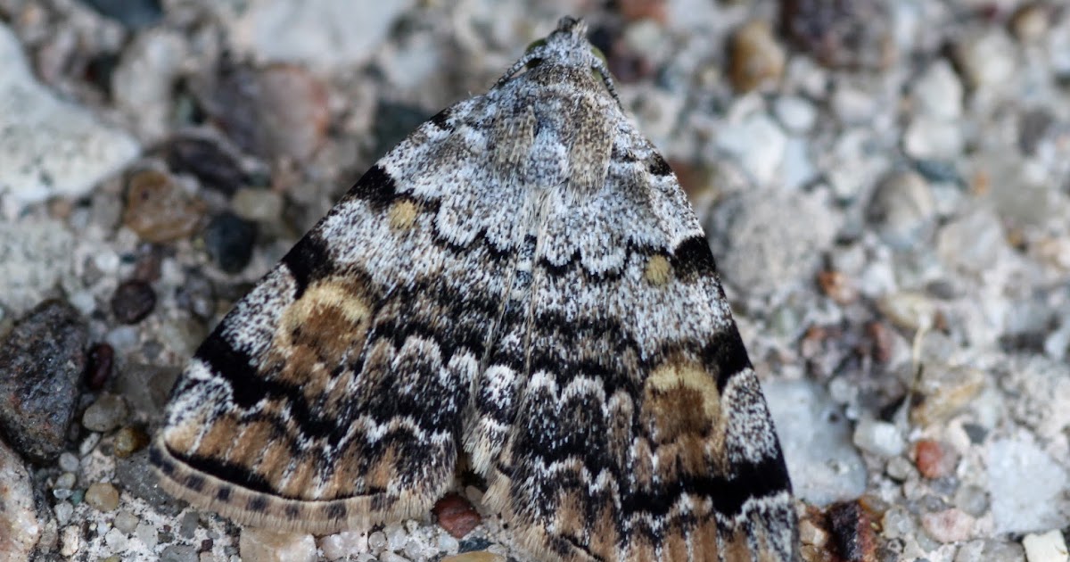 Distracted Naturalist Moth At The Compost Bin