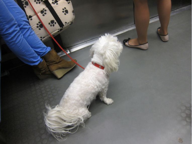 paris breakfasts Paris Dogs