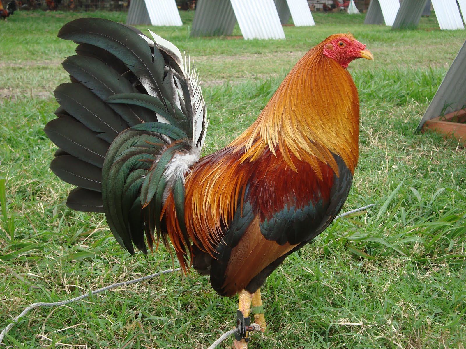 GALLOS FINOS: GALLOS CENIZOS-MARAÑONES