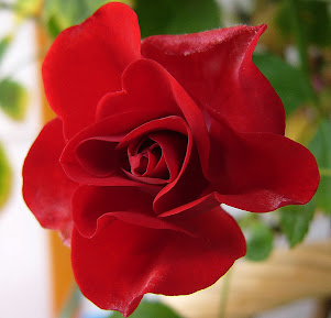 Eine wunderschöne Rose