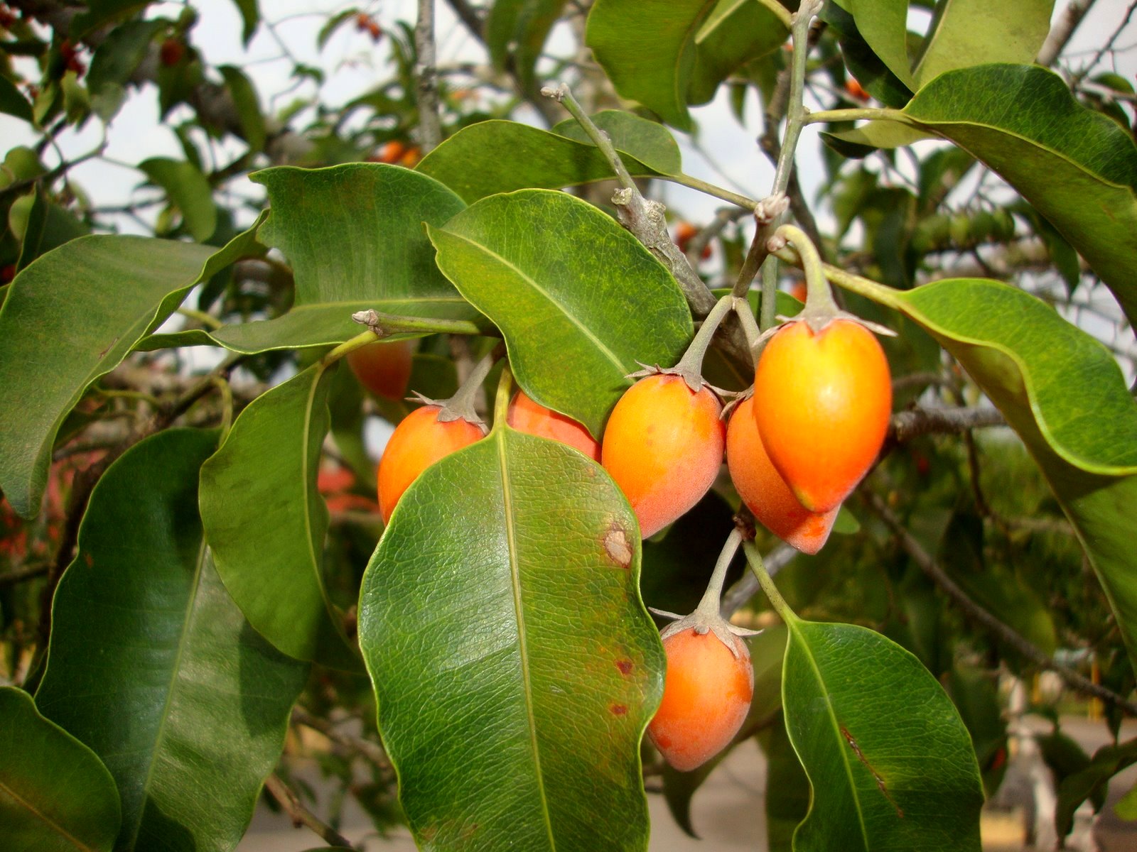 buah tanjung