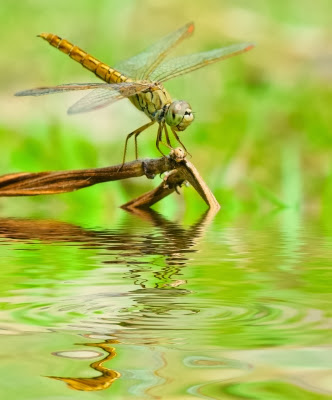 Libélula-Zapatero-Dragonfly