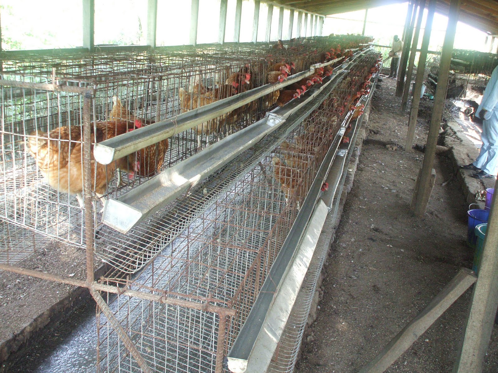 POULTRY FARMING HOME GET BATTERY CAGES