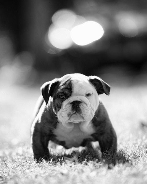 Size and Weight of English Bulldog Annie Many