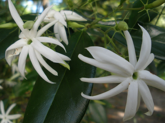 Jasminum Nitidum