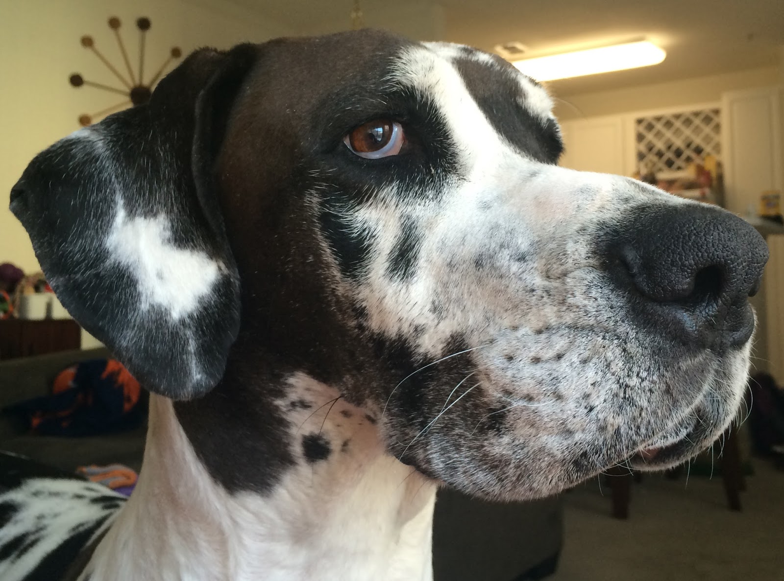 Friday's Friend Dog Adoption, MidAtlantic Great Dane Rescue League