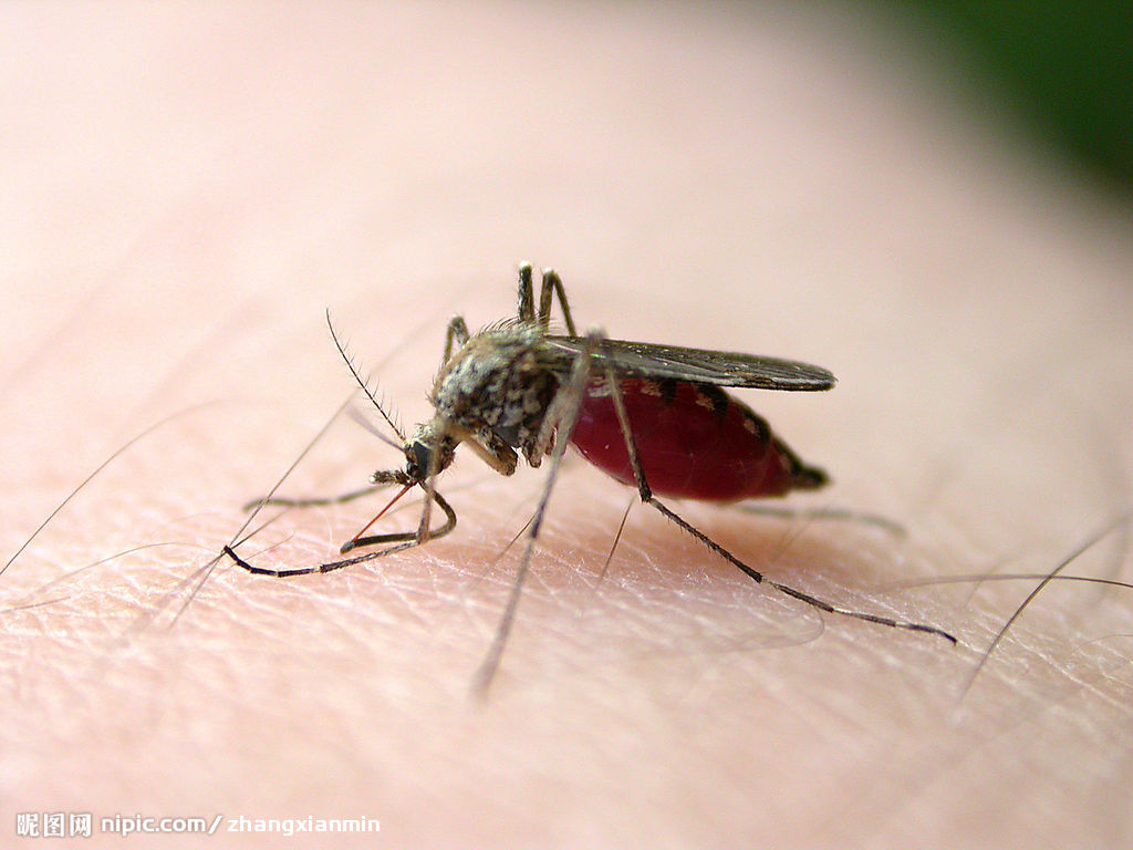 好害怕！在医院被蚊子咬了会不会传染艾滋病？__凤凰网